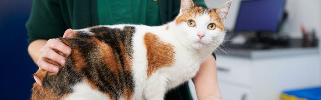 Ginger and white cat with vet