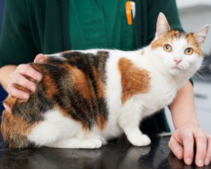 Ginger cat with vet nurse