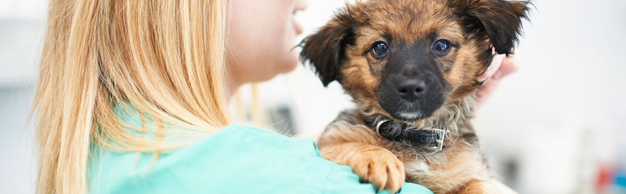 We care for pets in Canton | Cowbridge Road Veterinary Centre