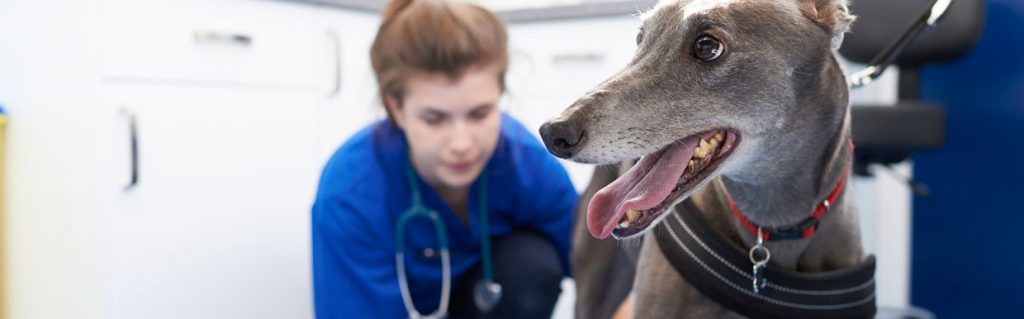 Greyhound with vet,