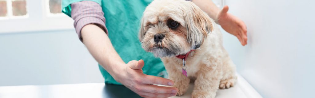 Lhasa Apso with vet